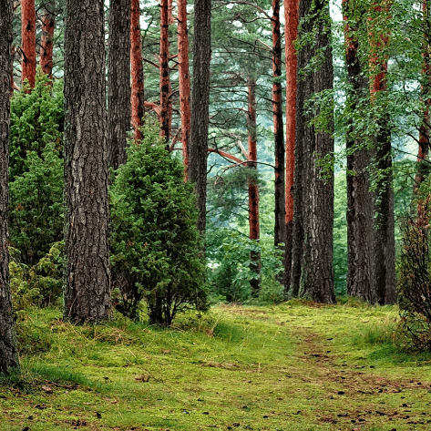FSC® FORUM